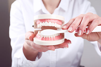 A woman s hand holding a model of a human mouth with teeth, positioned in front of her face.